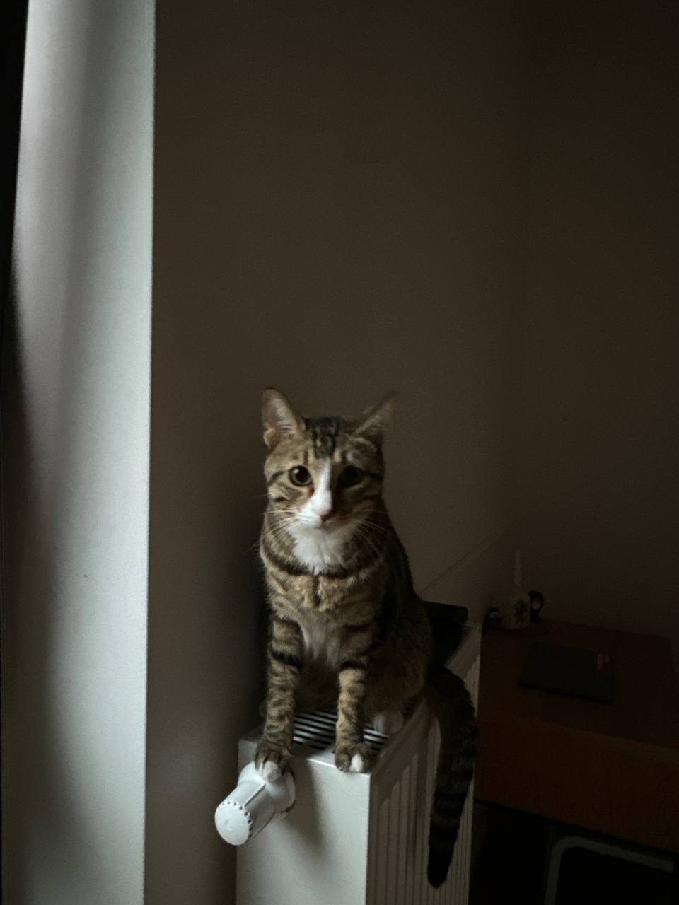 Photo of the cat